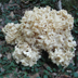 Sparassis Crispa 'Cauliflower Mushroom'
